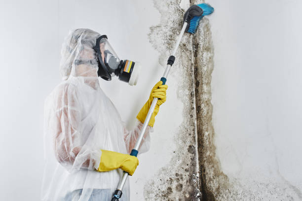 Best Attic Mold Removal  in Hanley Hills, MO