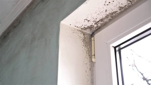 Best Crawl Space Mold Removal  in Hanley Hills, MO