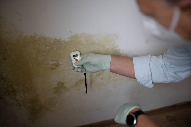 Best Commercial Mold Removal  in Hanley Hills, MO