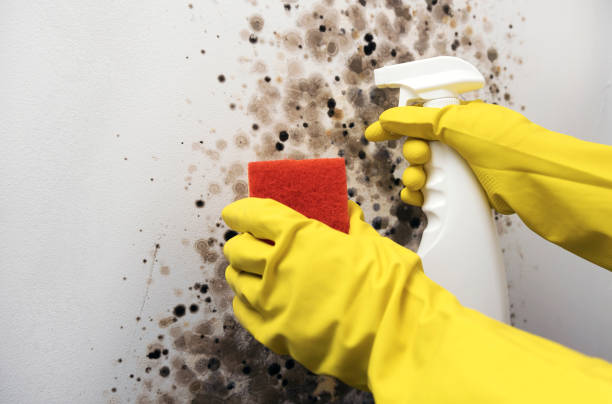 Best Professional Mold Removal  in Hanley Hills, MO