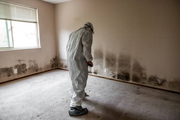Best Mold Damage Repair  in Hanley Hills, MO
